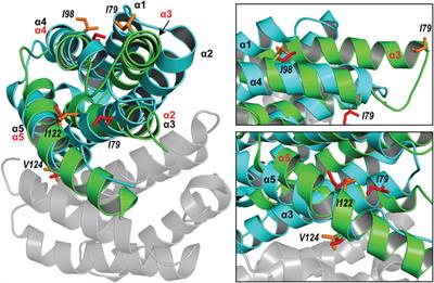 Solution Structure of Tubuliform Spidroin N-Terminal Domain and Implications for pH Dependent Dimerization